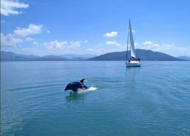Dolphin jumping in front of yacht in sea